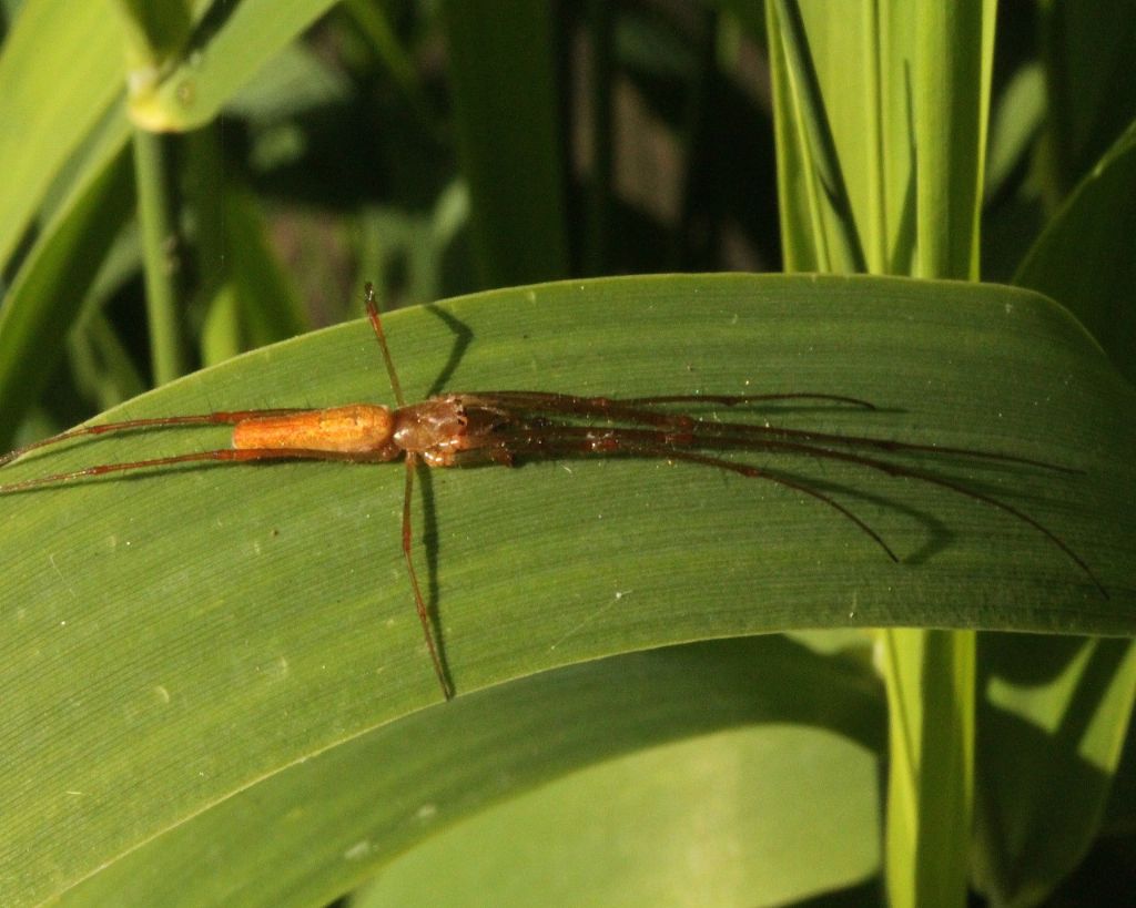 Tetragnatha sp. - Azeglio (TO)